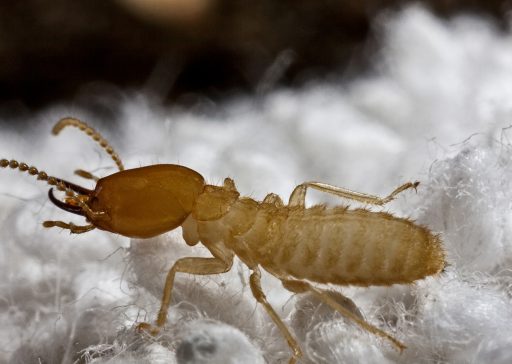 Formosan-Termite